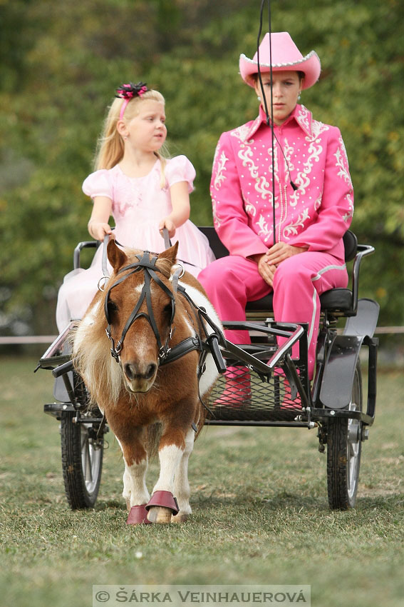 Výstava minihorse 