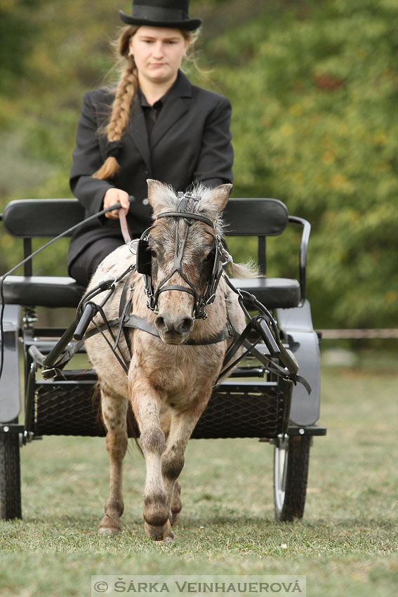 Výstava minihorse 