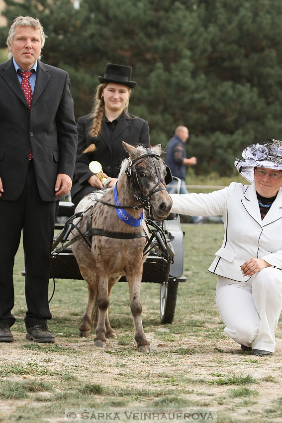 Výstava minihorse 
