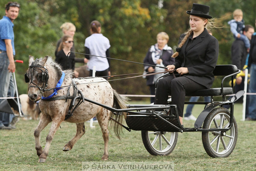 Výstava minihorse 