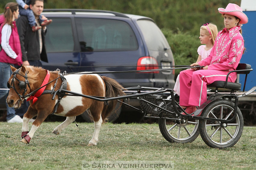 Výstava minihorse 