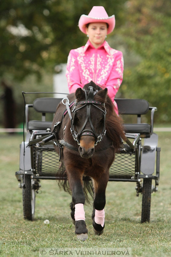 Výstava minihorse 