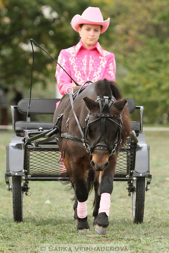 Výstava minihorse 