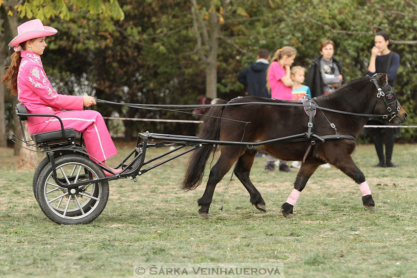 Výstava minihorse 