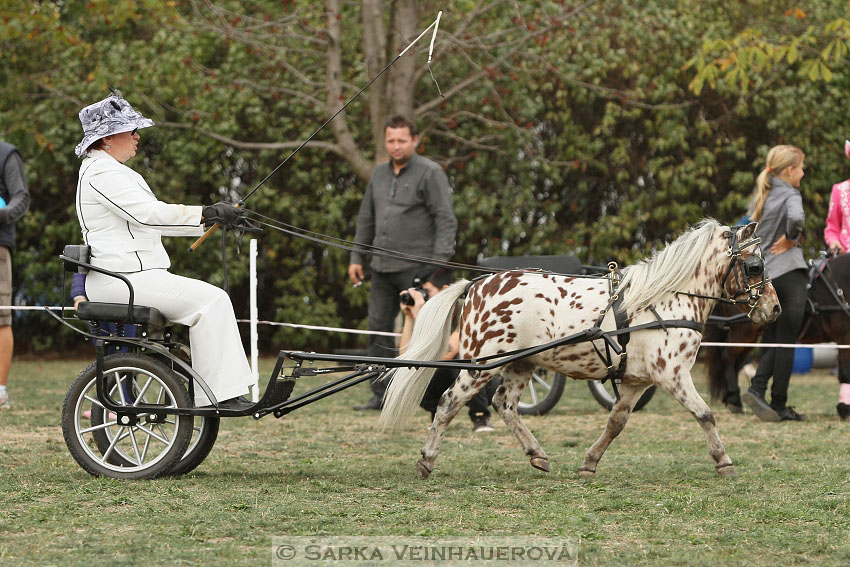 Výstava minihorse 