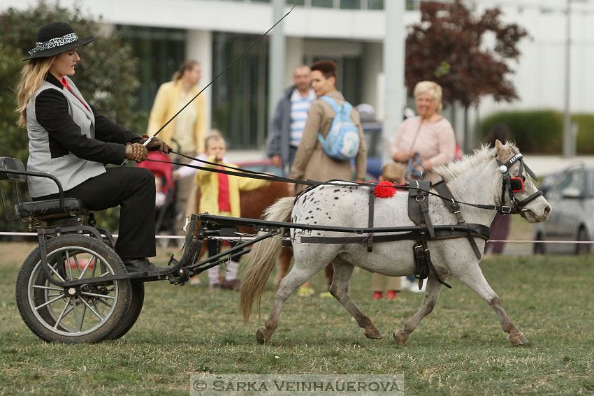 Výstava minihorse 