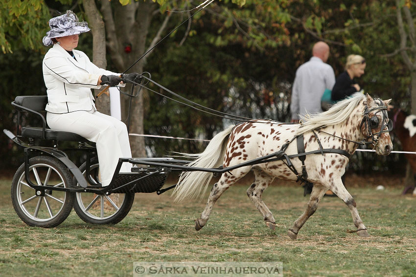 Výstava minihorse 