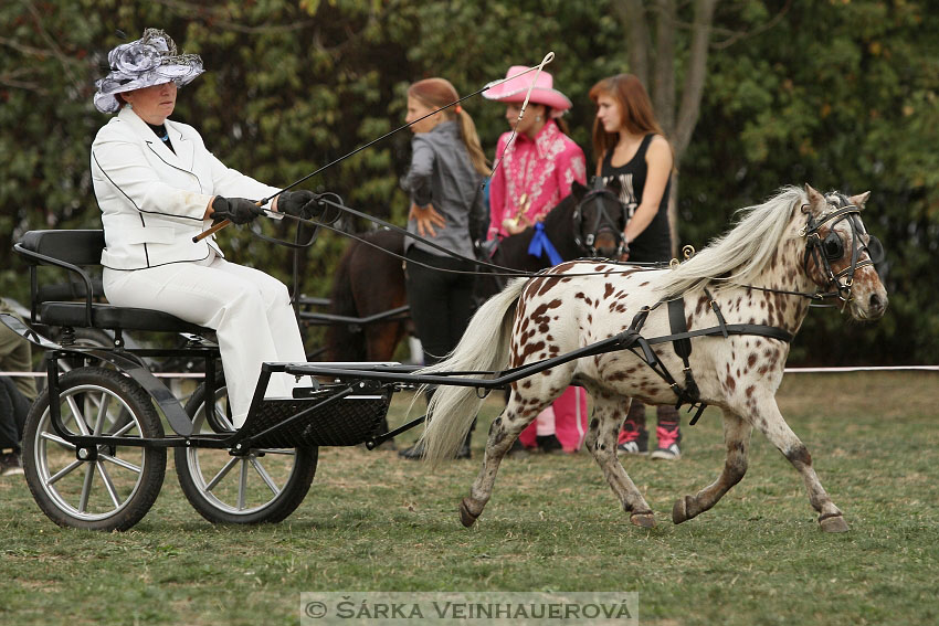 Výstava minihorse 