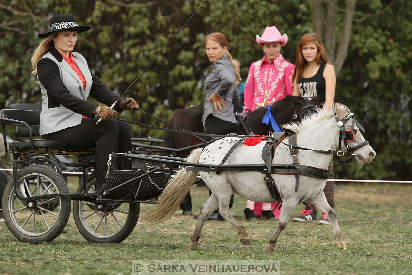 Výstava minihorse 