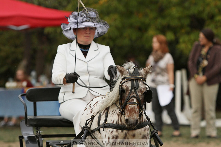 Výstava minihorse 