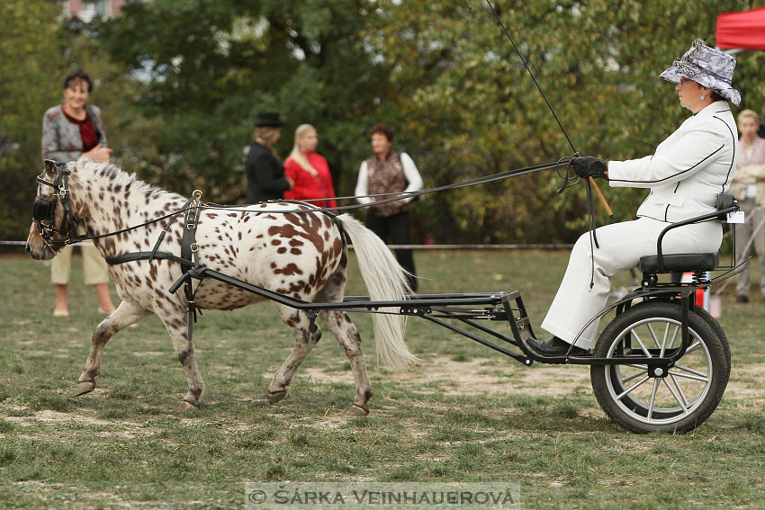 Výstava minihorse 