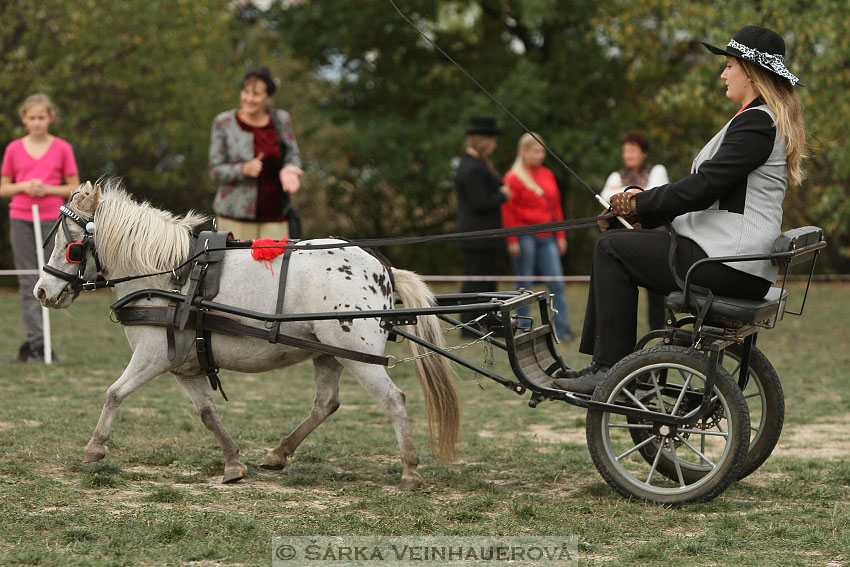 Výstava minihorse 