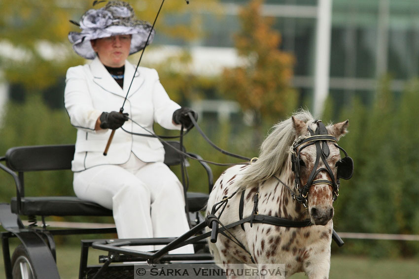 Výstava minihorse 