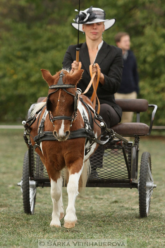 Výstava minihorse 