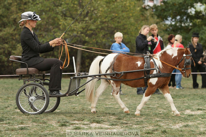 Výstava minihorse 