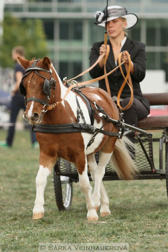 Výstava minihorse 