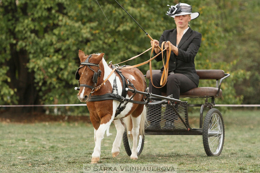 Výstava minihorse 