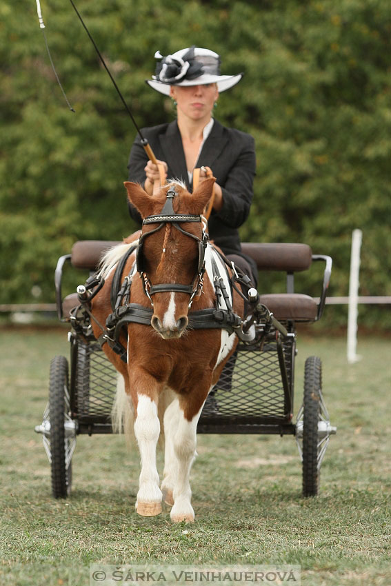 Výstava minihorse 