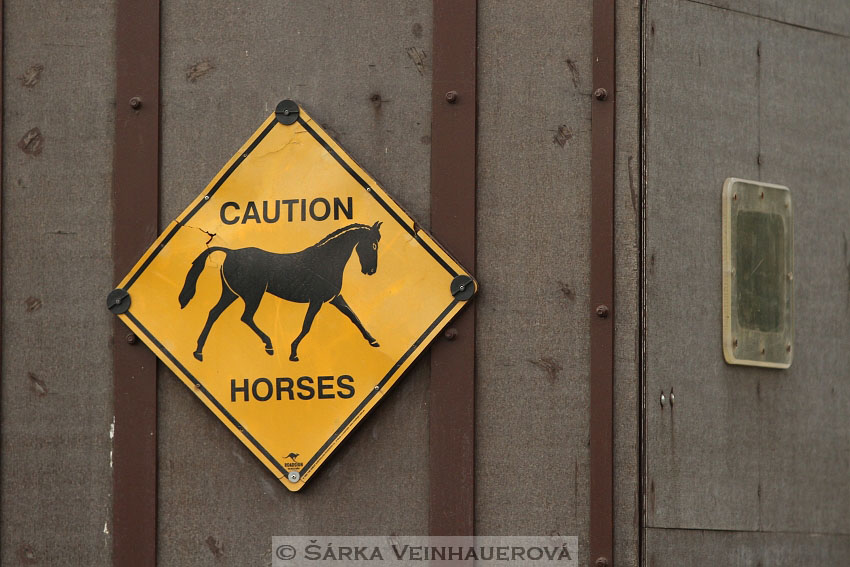 Výstava minihorse 