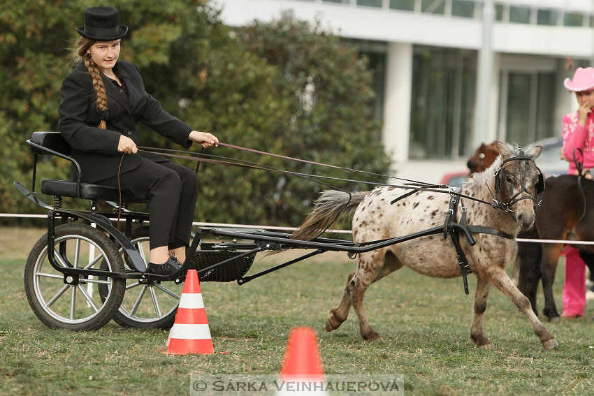 Výstava minihorse 