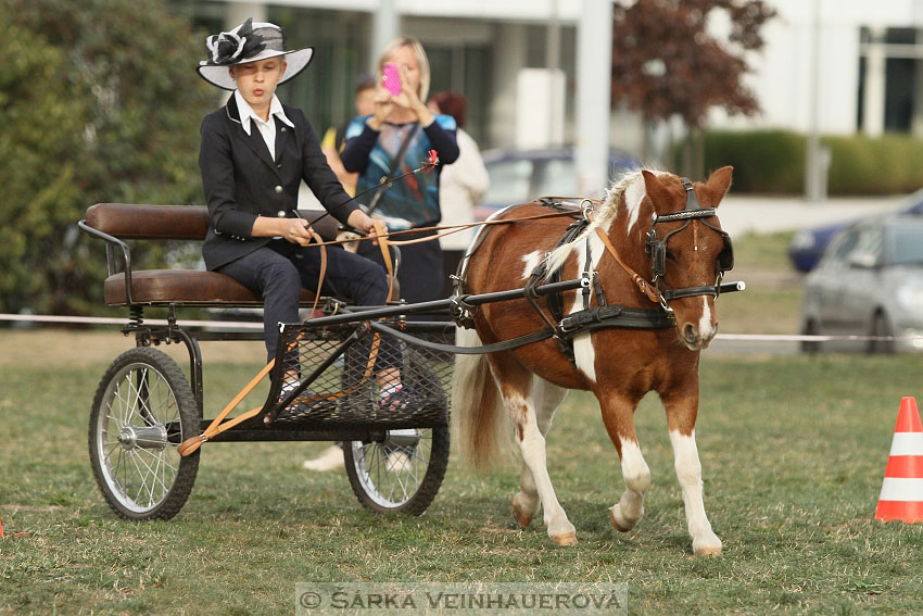 Výstava minihorse 