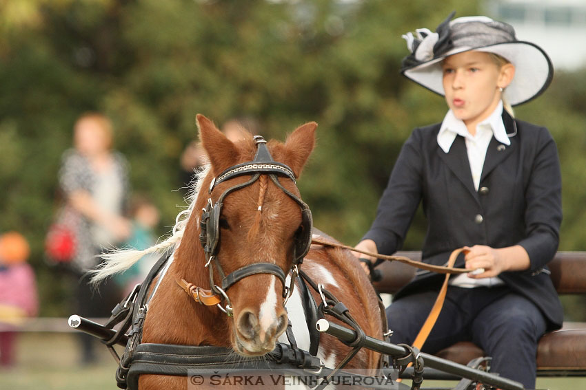 Výstava minihorse 