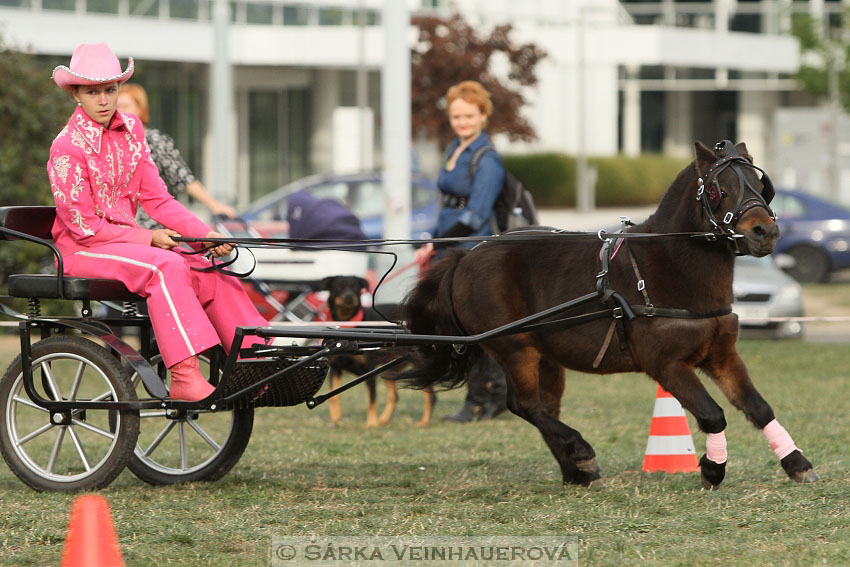 Výstava minihorse 