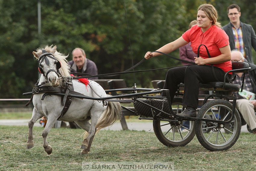 Výstava minihorse 