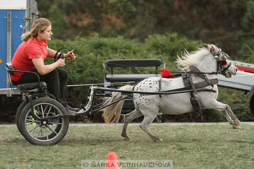 Výstava minihorse 