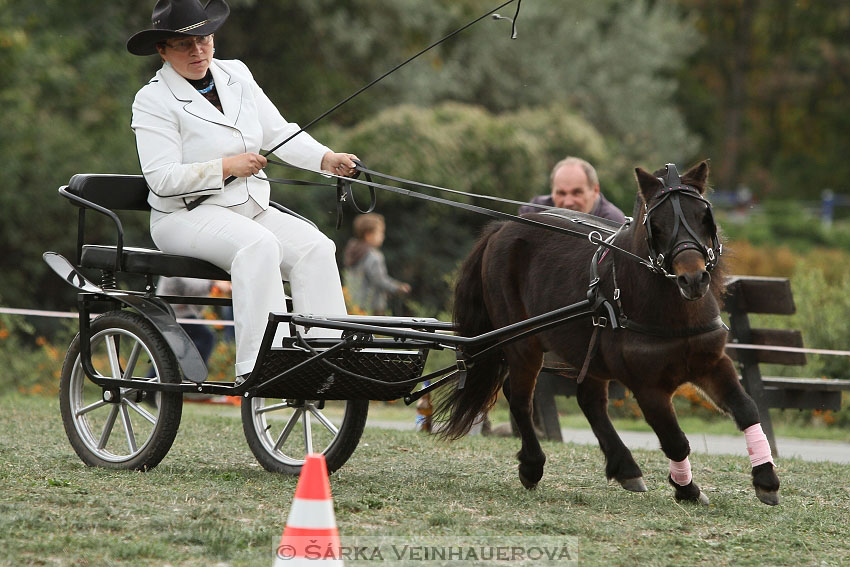 Výstava minihorse 