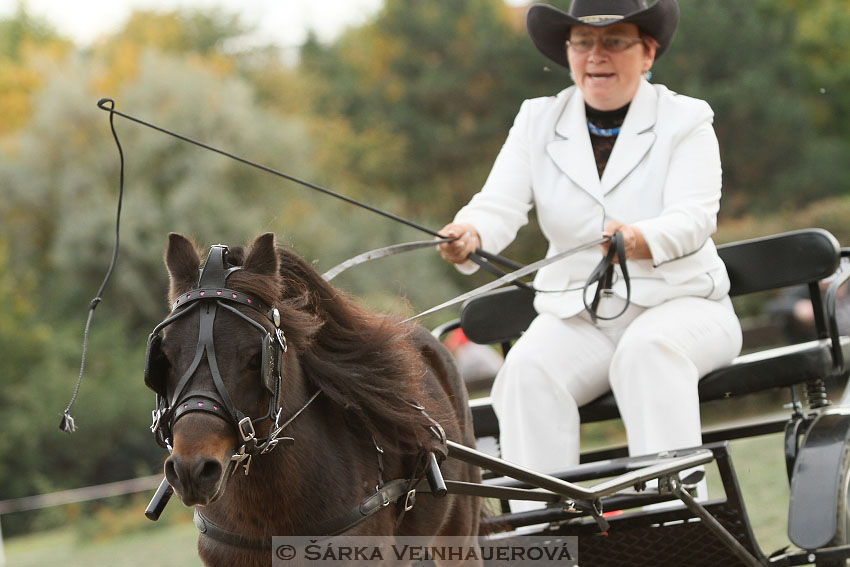 Výstava minihorse 