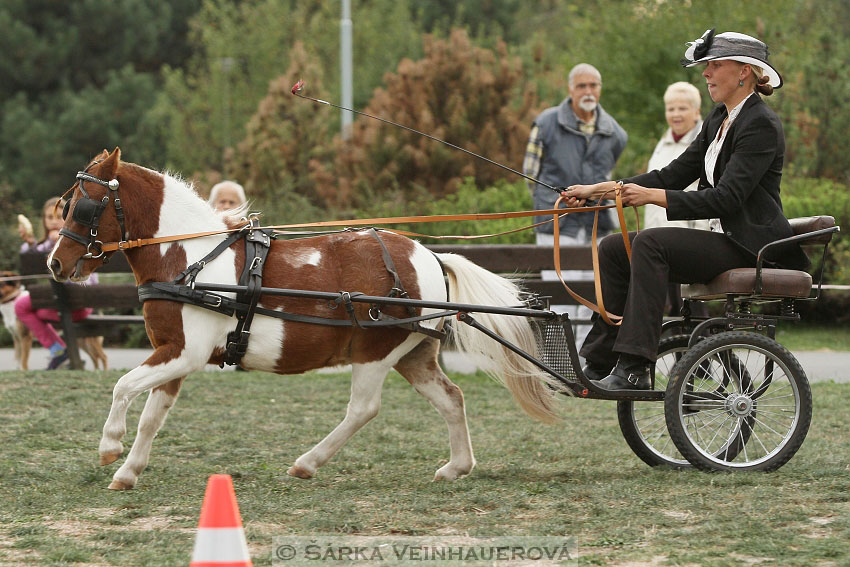 Výstava minihorse 