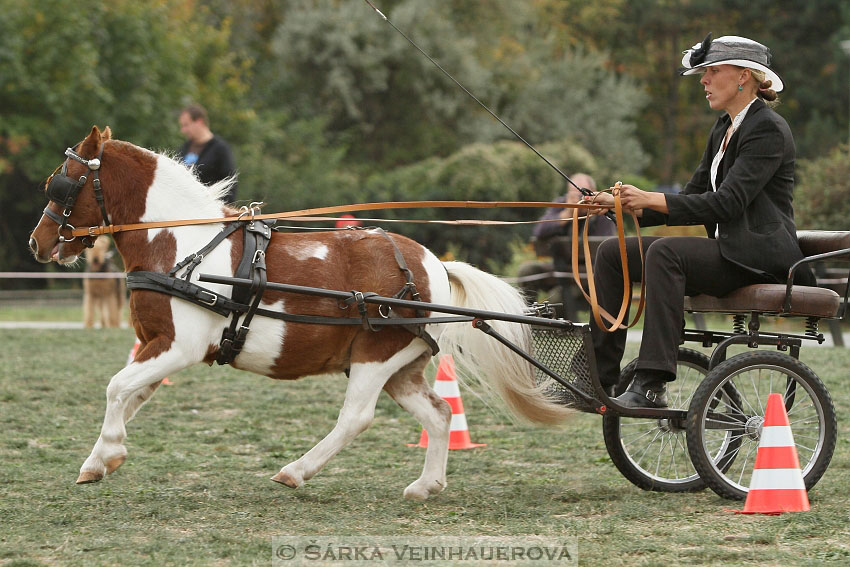 Výstava minihorse 