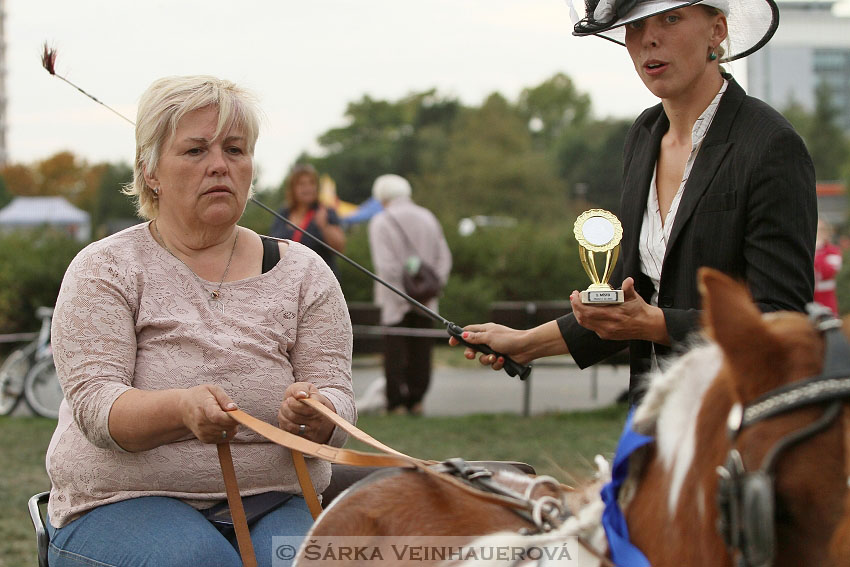 Výstava minihorse 