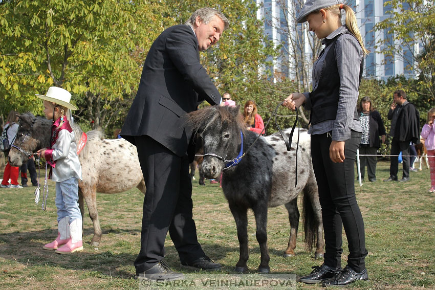 Výstava minihorse 
