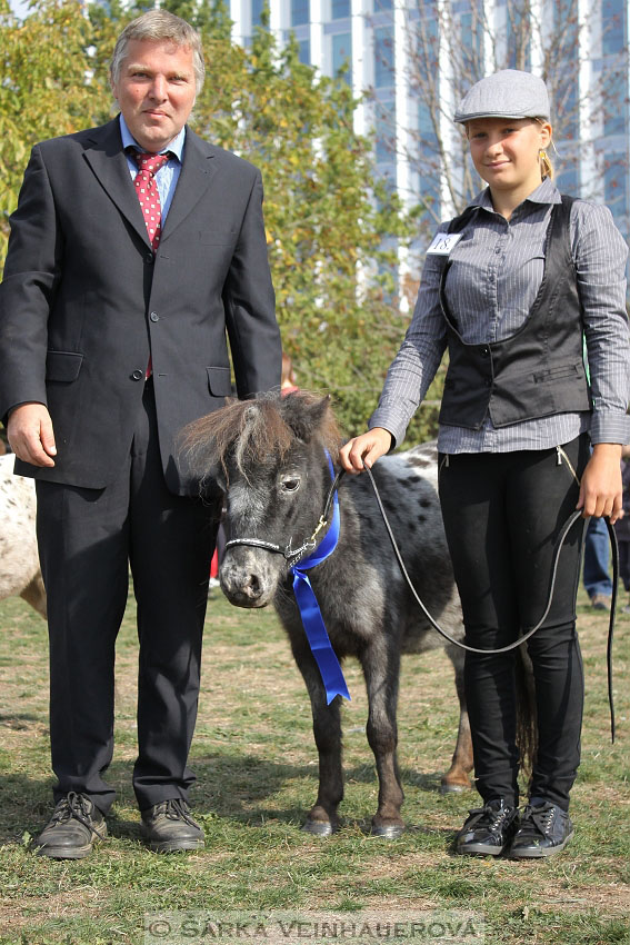 Výstava minihorse 