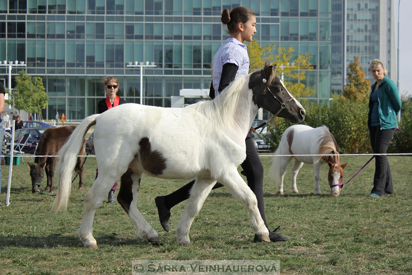 Výstava minihorse 