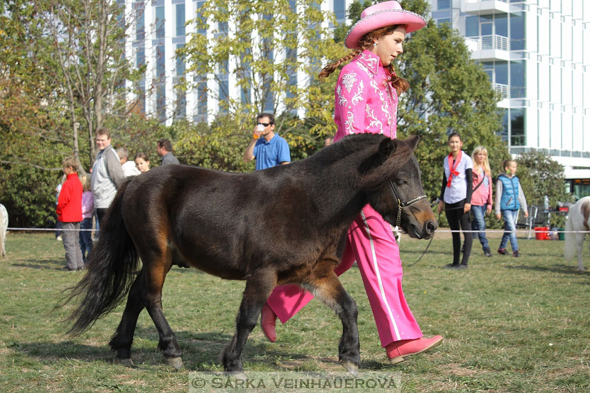 Výstava minihorse 