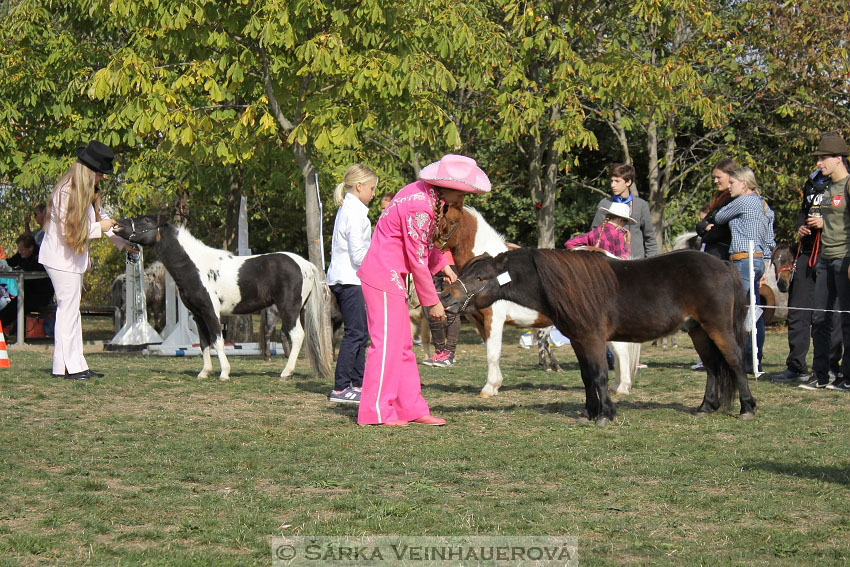 Výstava minihorse 