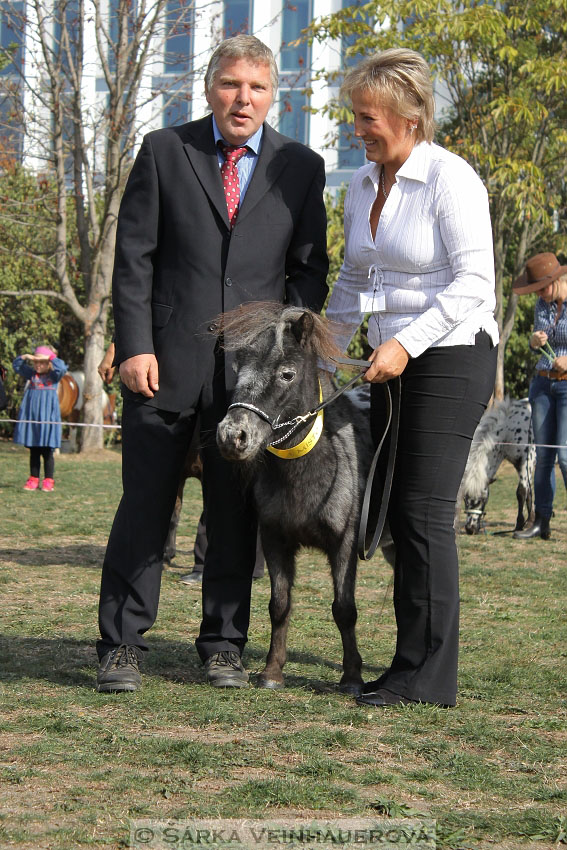 Výstava minihorse 