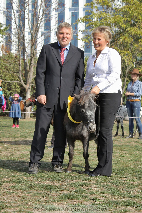 Výstava minihorse 