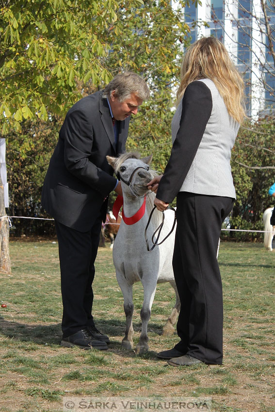 Výstava minihorse 