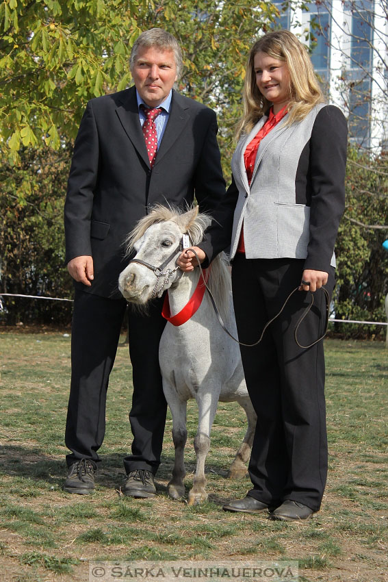 Výstava minihorse 