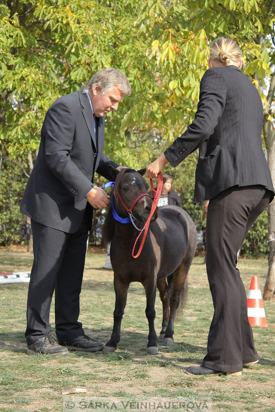 Výstava minihorse 