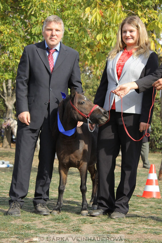 Výstava minihorse 