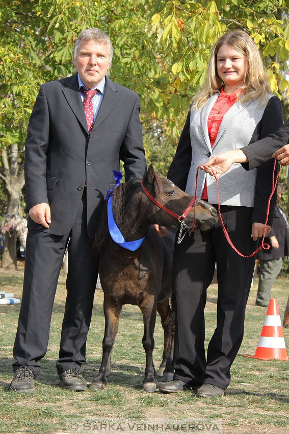 Výstava minihorse 