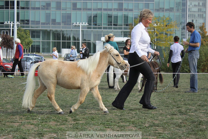 Výstava minihorse 
