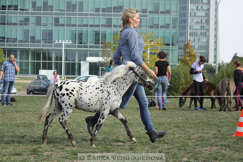 Výstava minihorse 