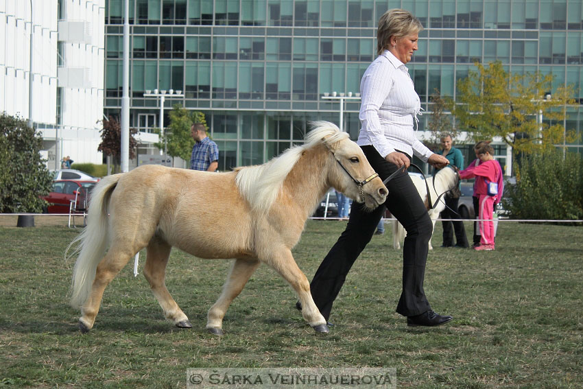 Výstava minihorse 