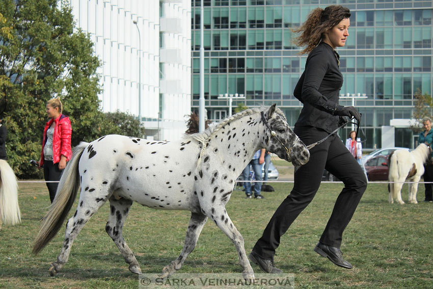 Výstava minihorse 